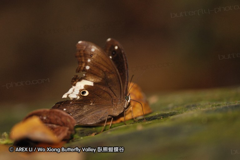 100403_sabah_073.jpg