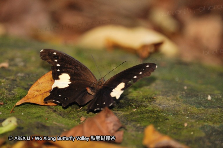 100403_sabah_074.jpg