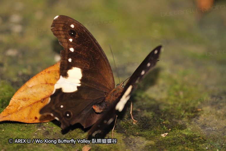 100403_sabah_075.jpg