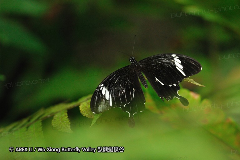 100403_sabah_079.jpg