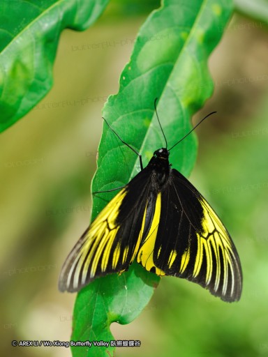100403_sabah_085.jpg