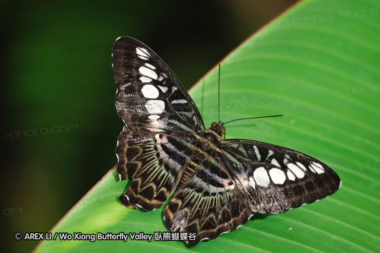 100403_sabah_092.jpg