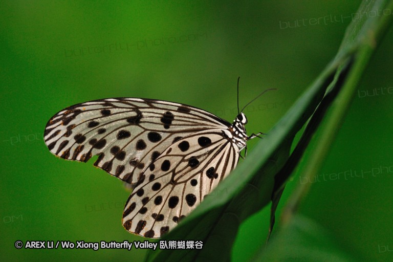 100403_sabah_107.jpg