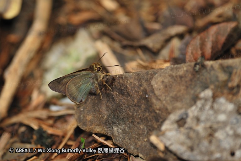 100404_sabah_018.jpg