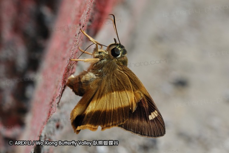 100404_sabah_020.jpg