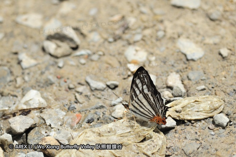 100404_sabah_035.jpg