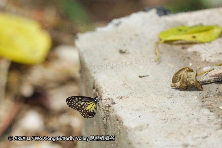 100404_sabah_057.jpg