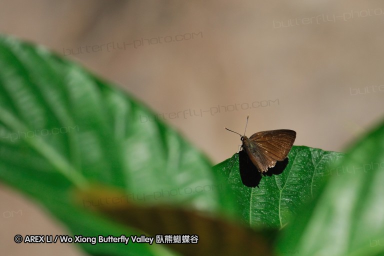 100404_sabah_074.jpg