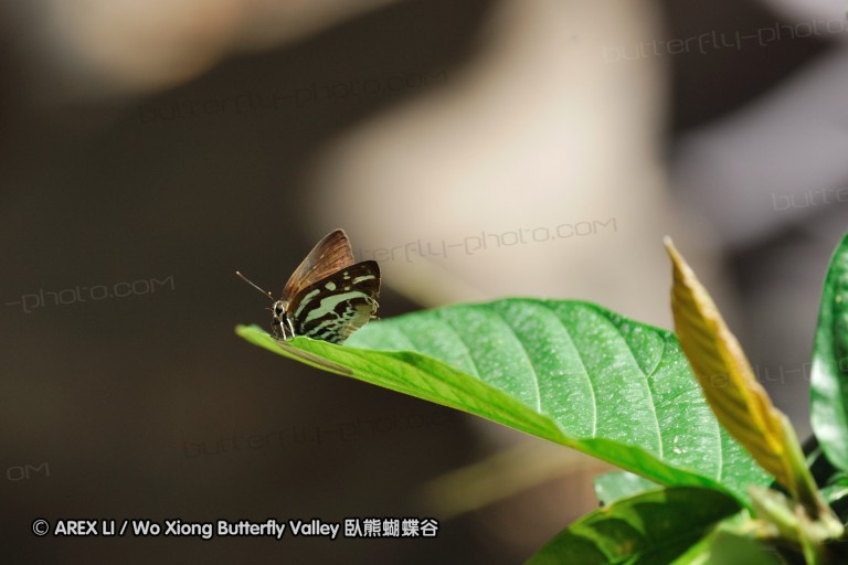 100404_sabah_075.jpg