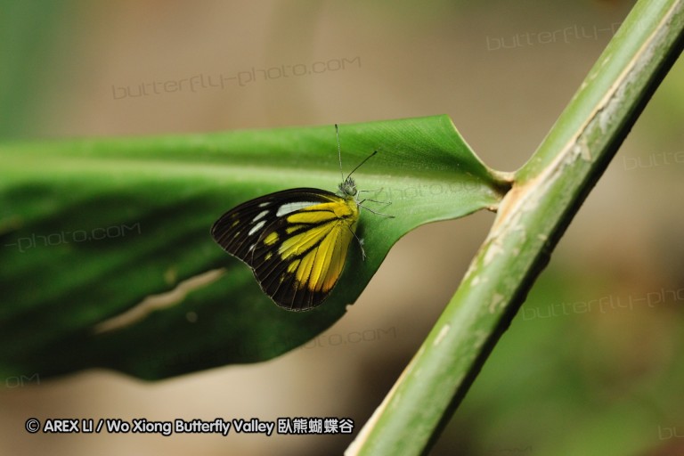100404_sabah_079.jpg