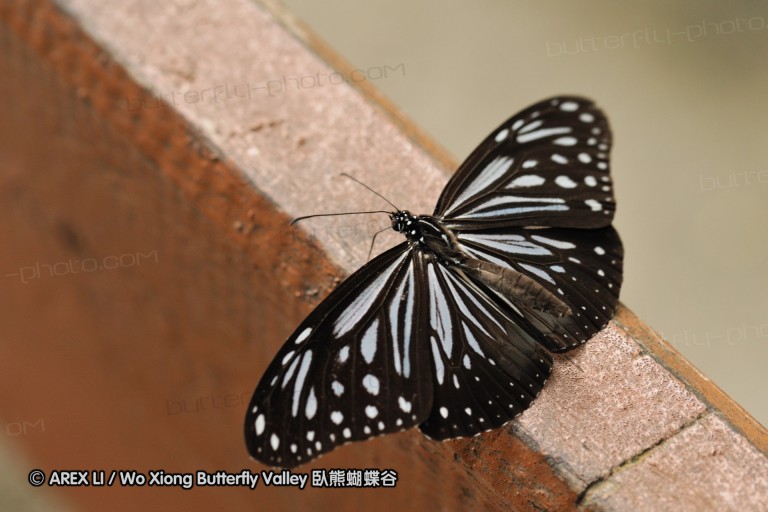 100405_sabah_007.jpg