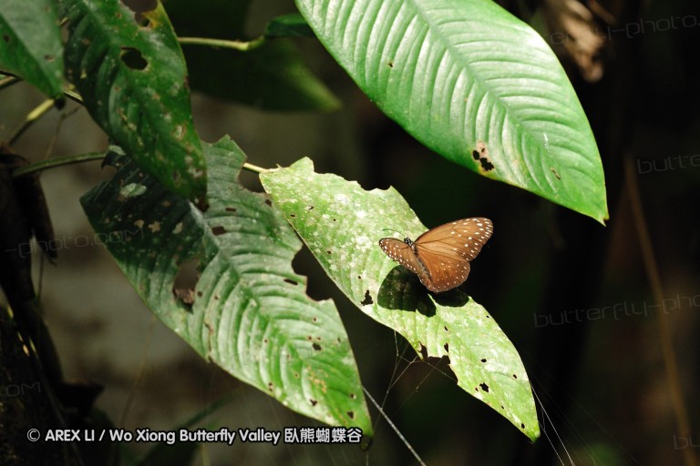 100405_sabah_040.jpg
