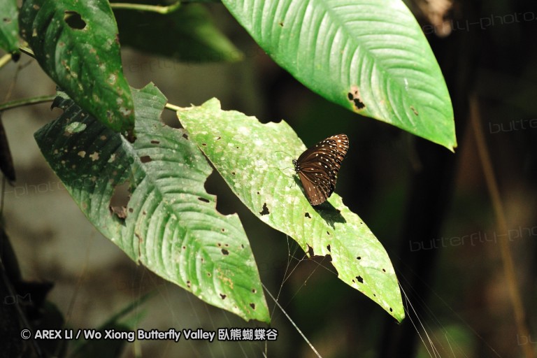100405_sabah_041.jpg