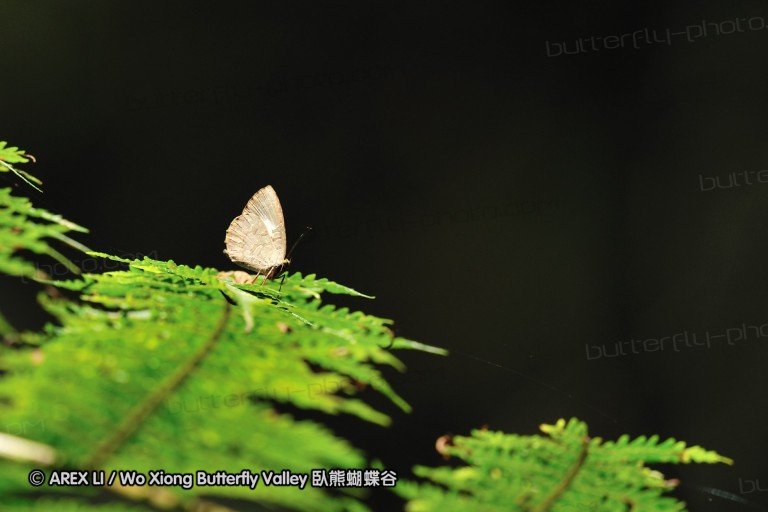 100405_sabah_048.jpg
