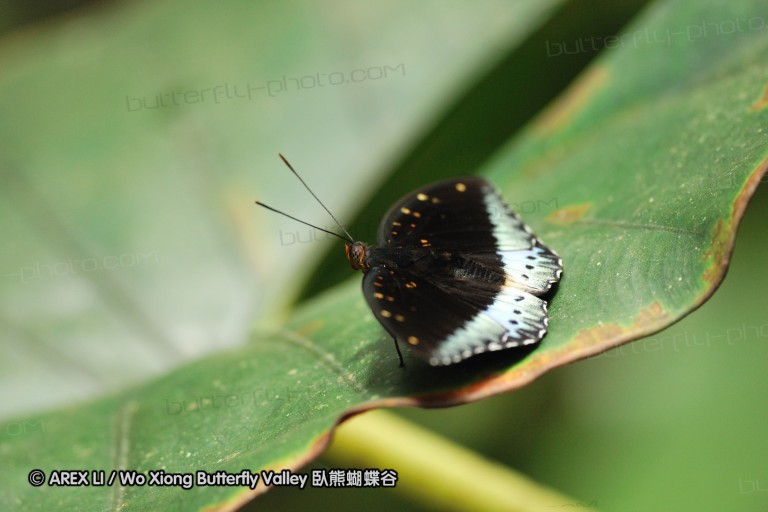 100405_sabah_055.jpg