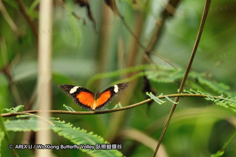 100405_sabah_059.jpg