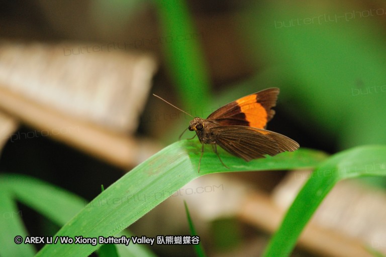 100405_sabah_064.jpg