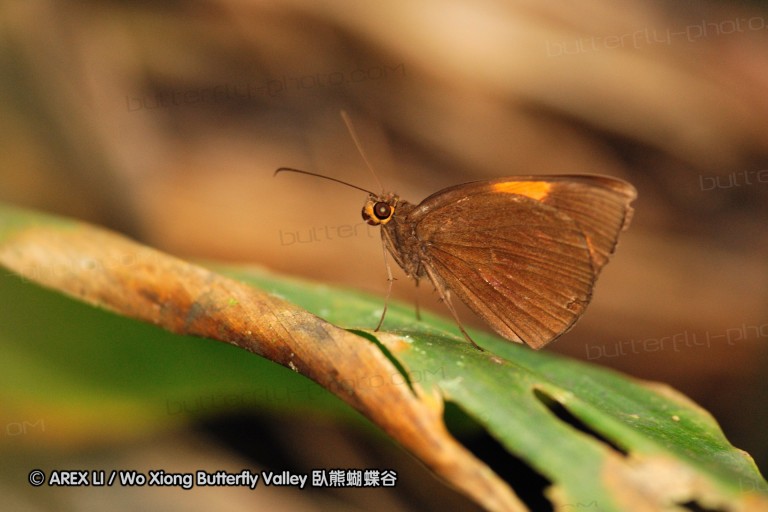 100405_sabah_065.jpg