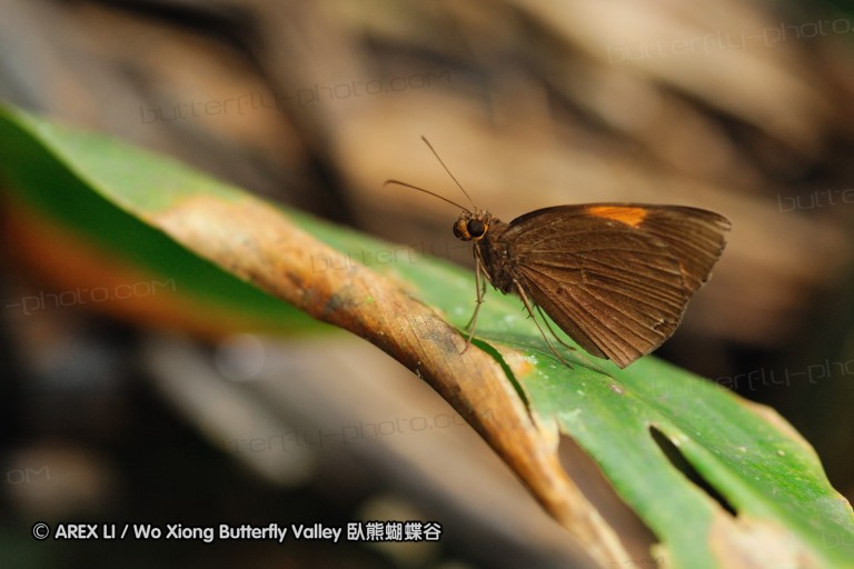 100405_sabah_066.jpg