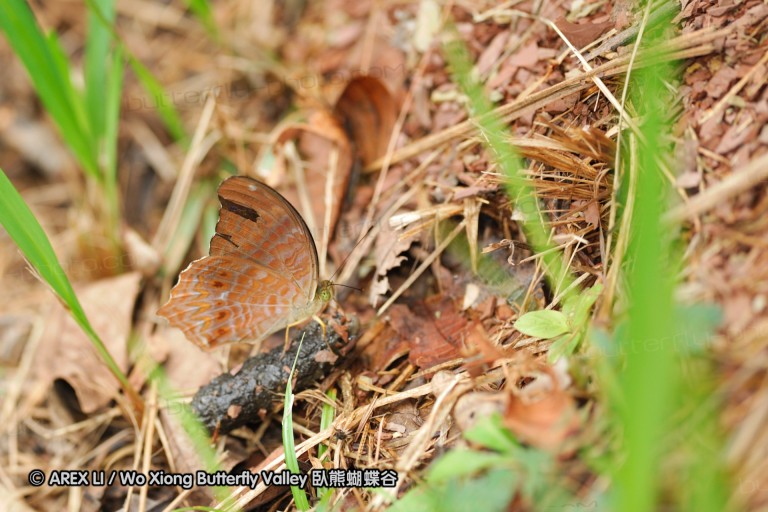 100405_sabah_076.jpg
