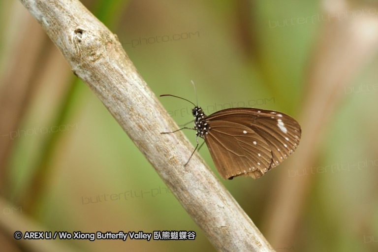 100405_sabah_078.jpg