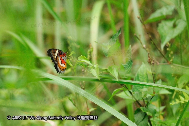 100405_sabah_083.jpg