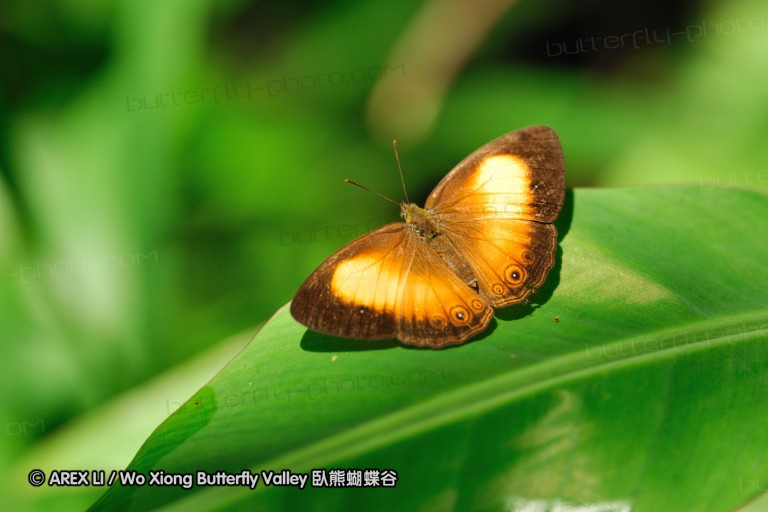 100405_sabah_093.jpg