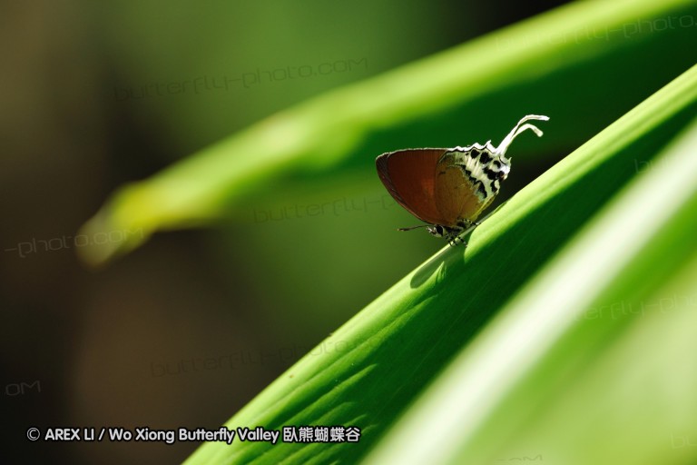 100405_sabah_096.jpg