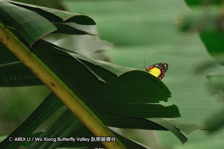 100405_sabah_097.jpg
