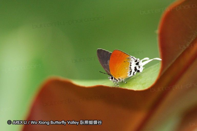 100405_sabah_102.jpg