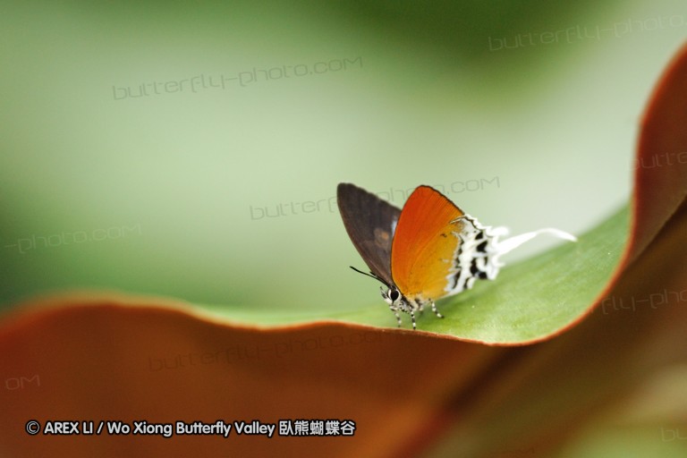 100405_sabah_103.jpg