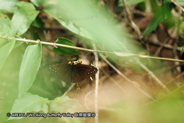 100405_sabah_108.jpg