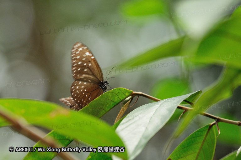100405_sabah_110.jpg