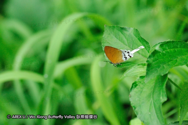 100405_sabah_119.jpg