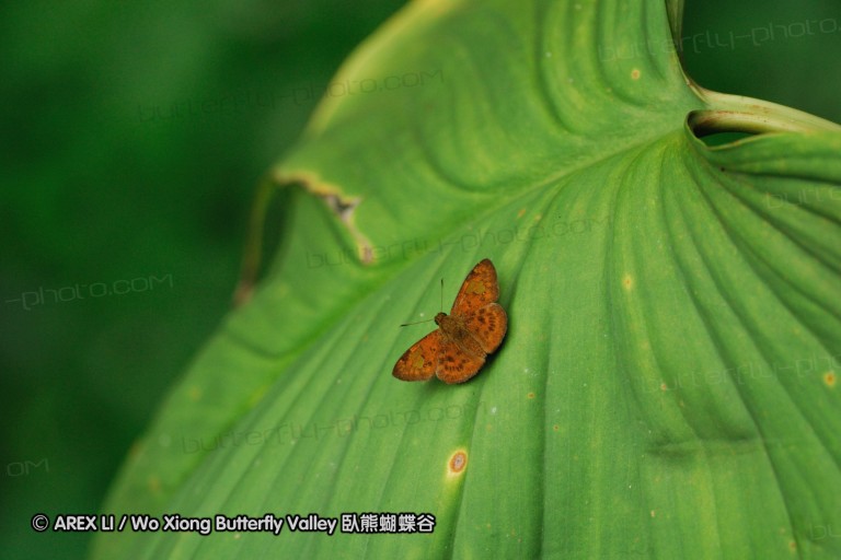 100405_sabah_128.jpg