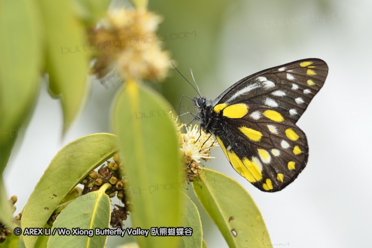110403_nankunshan_07.jpg