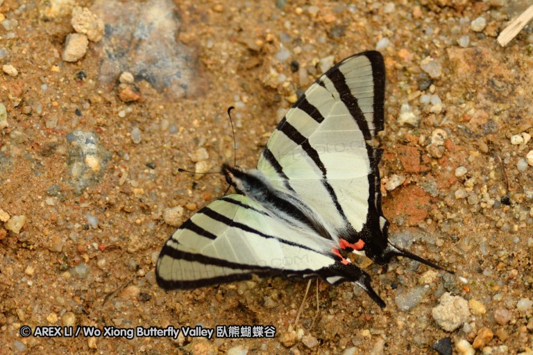 110405_nankunshan_22.jpg