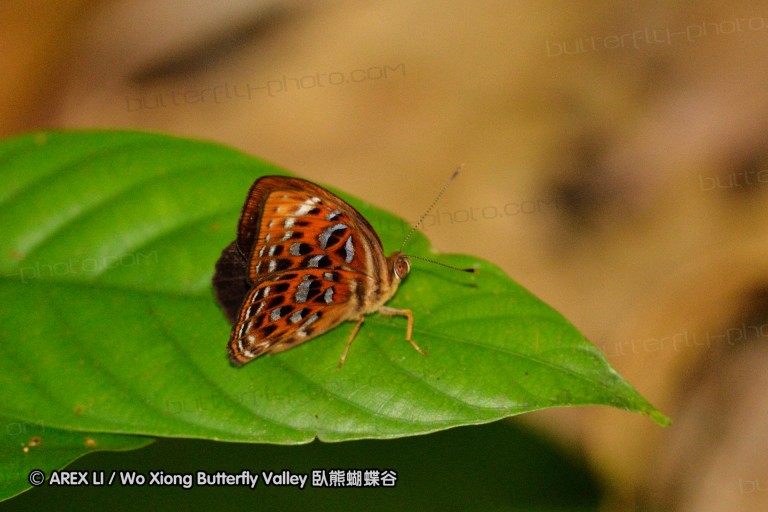 110507_tonsai_02.jpg