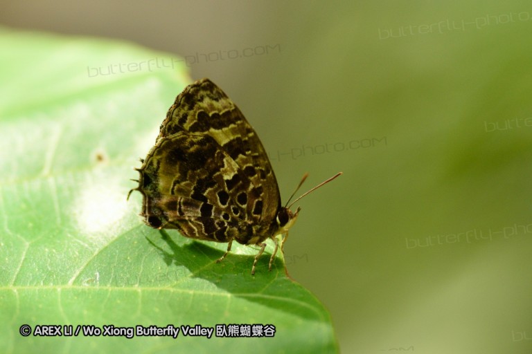 110507_tonsai_14.jpg