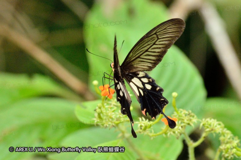 110508_phuket_24.jpg