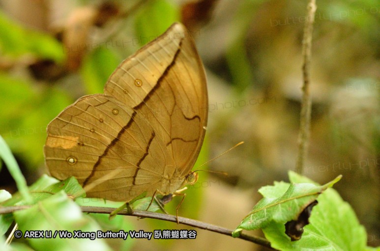 110528_nankunshan_027.jpg