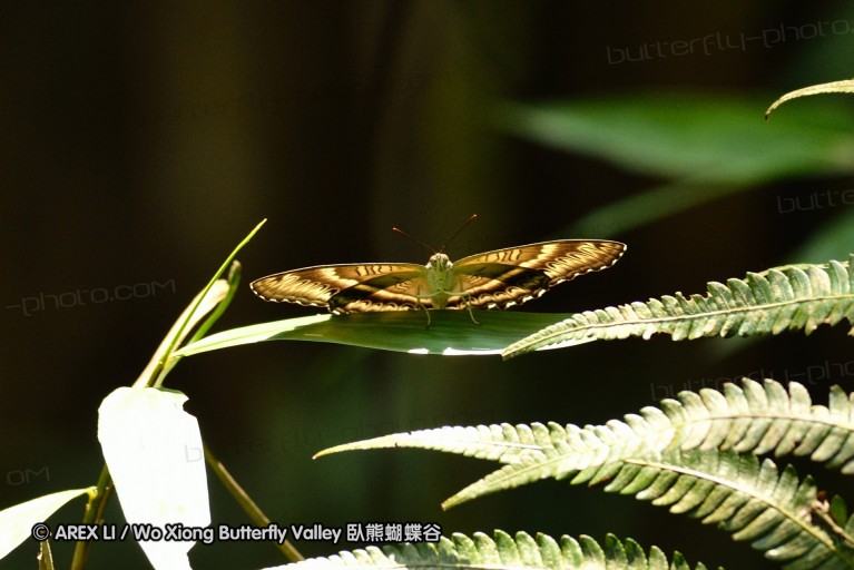 110528_nankunshan_030.jpg