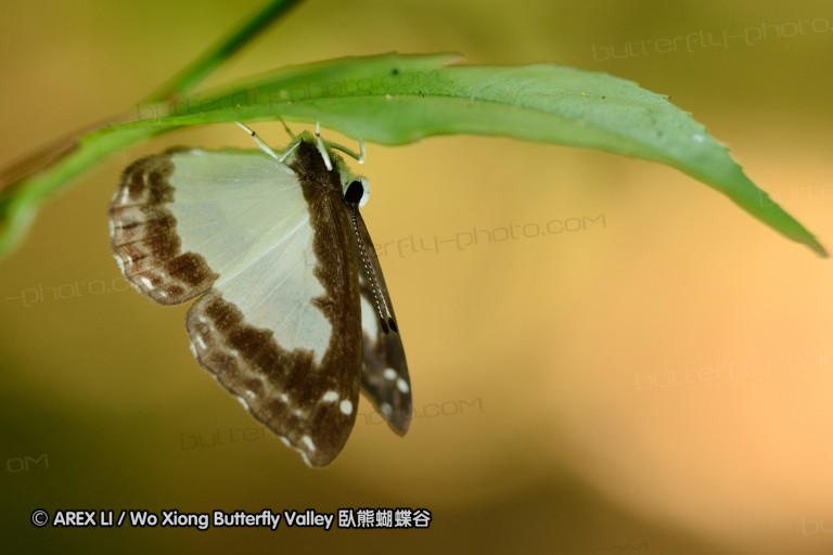 110528_nankunshan_038.jpg