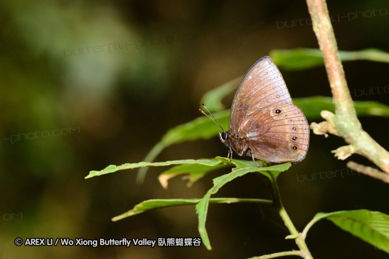 110528_nankunshan_042.jpg