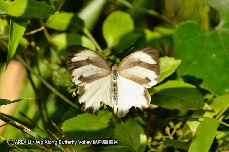 110528_nankunshan_043.jpg