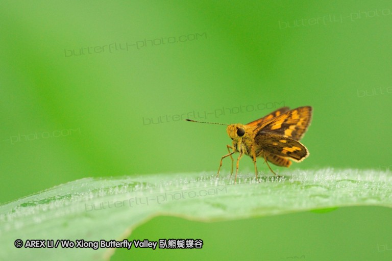 110604_sg_01.jpg
