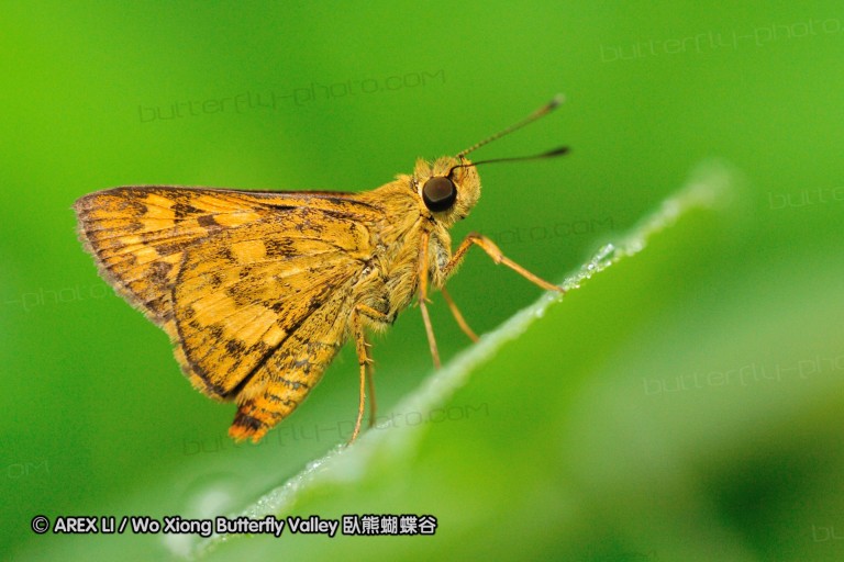 110604_sg_02.jpg