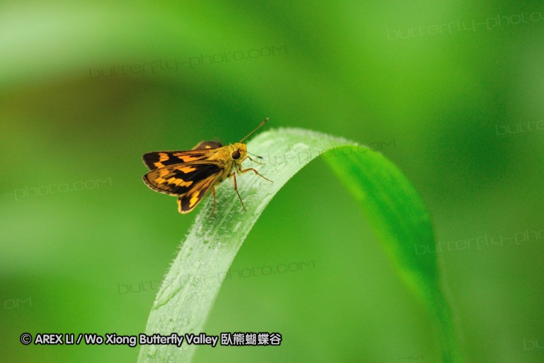 110604_sg_05.jpg