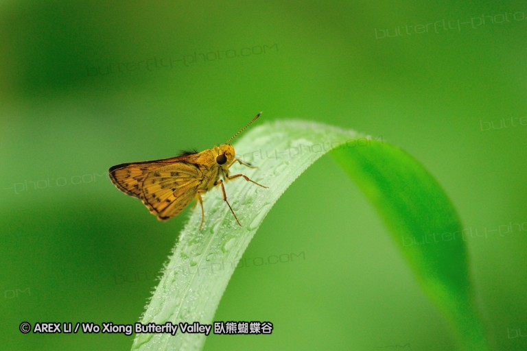 110604_sg_06.jpg