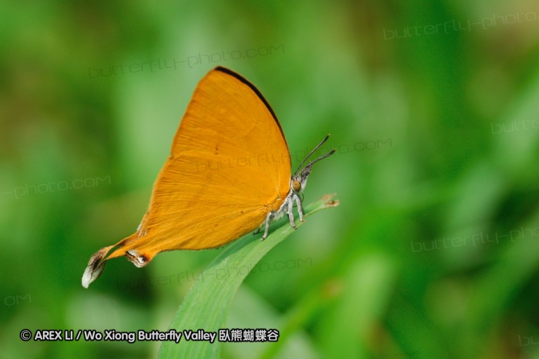110604_sg_29.jpg